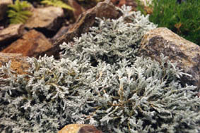 Helichrysum 'County Park Silver'